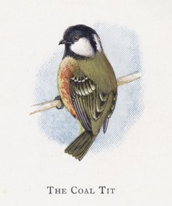 The Coal Tit  by Alexander Francis Lydon